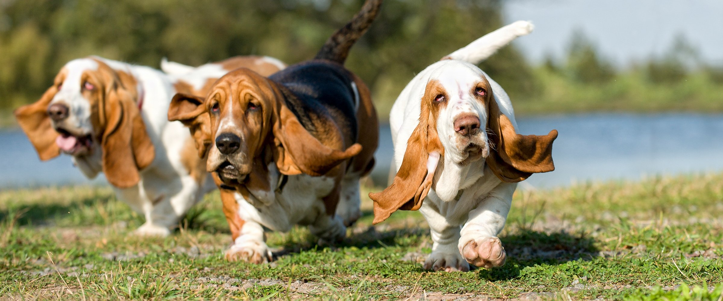 Sterilized milk for clearance dogs