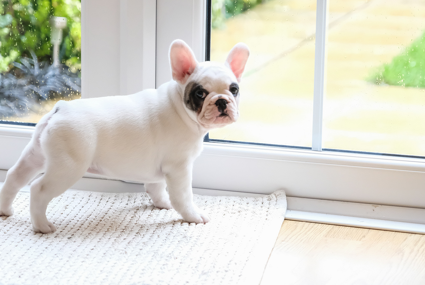 how many calories should a french bulldog puppy eat