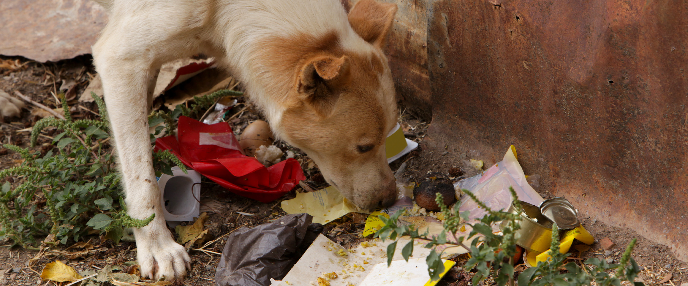 d_Teach dog to not eat trash_1-1
