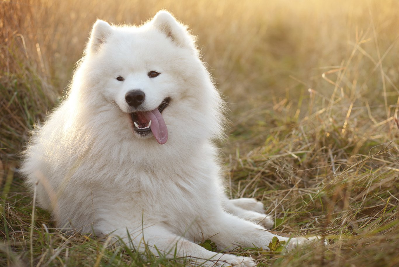 Samoyed puppy clearance food