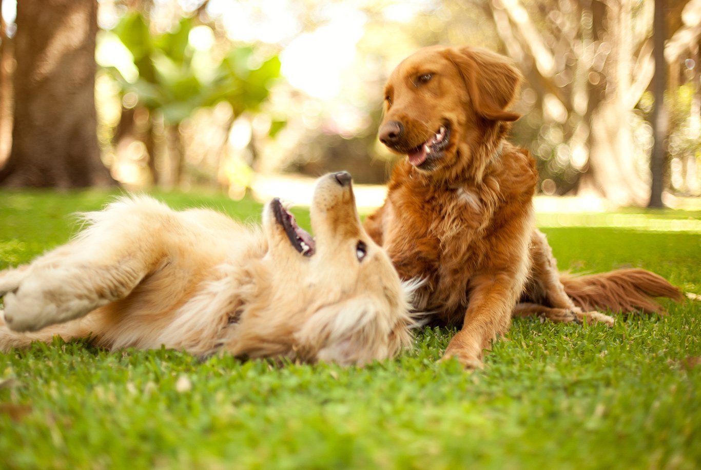 Find the right food for a Golden Retriever