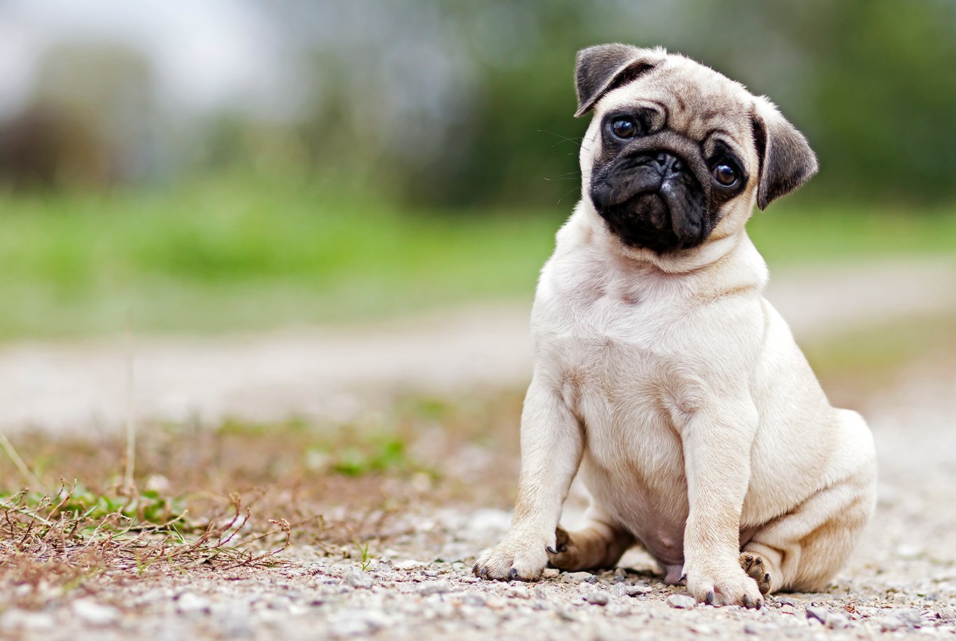 Best snacks for outlet pugs