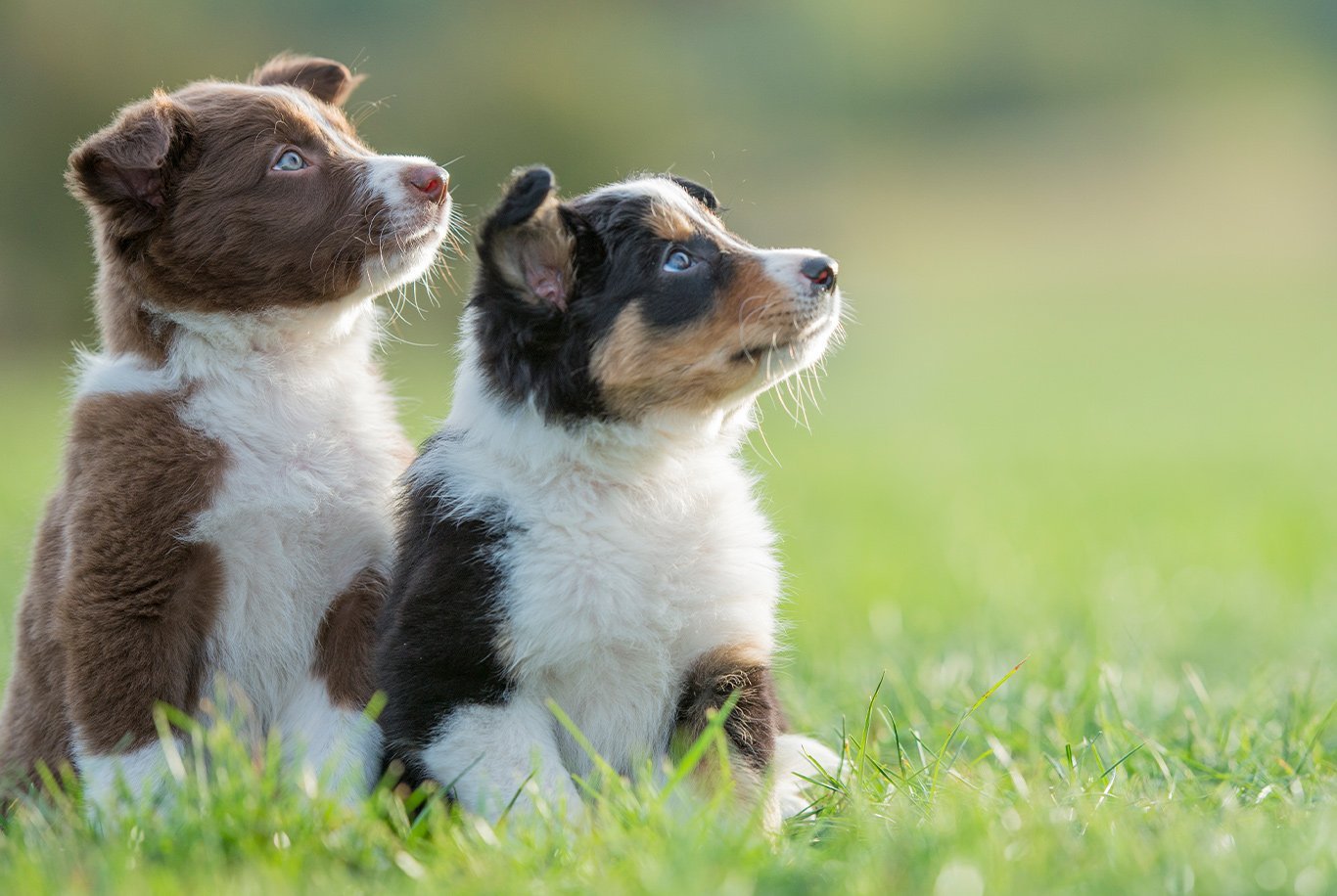 Border hotsell collie diet