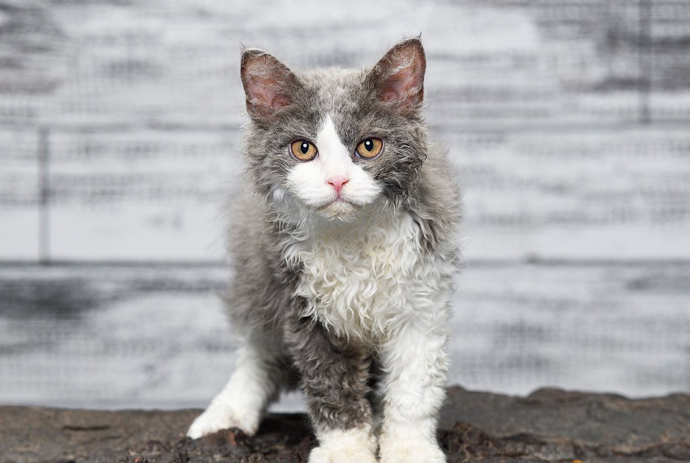 Selkirk Rex