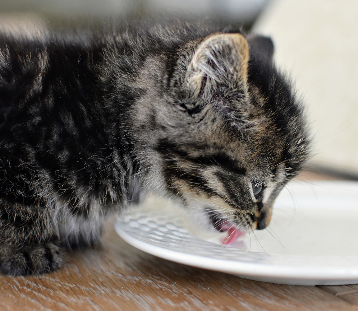 Cat not 2024 drinking milk