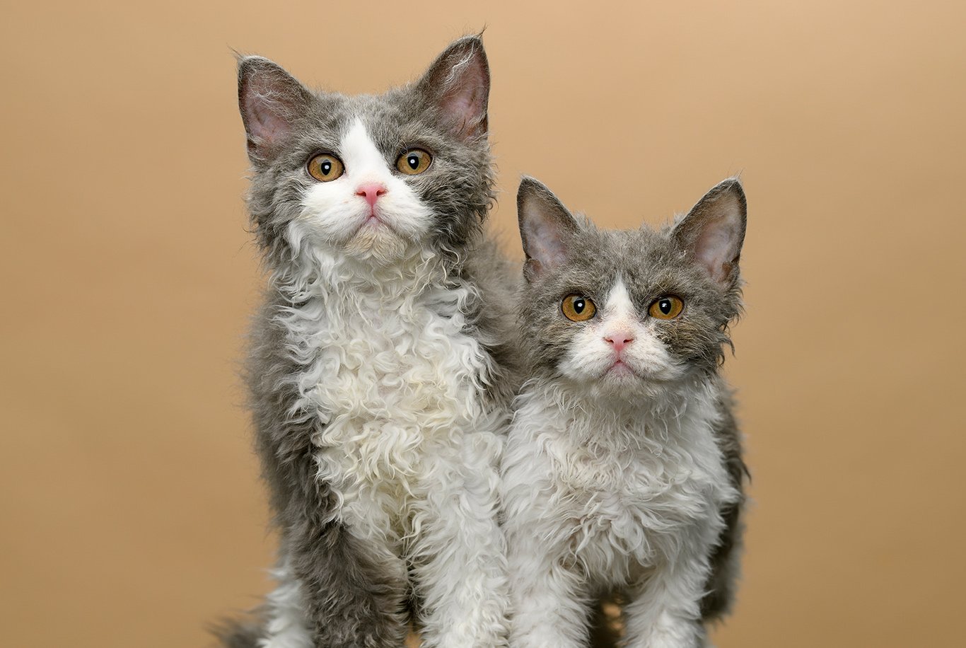 Selkirk Rex – Husse Singapore