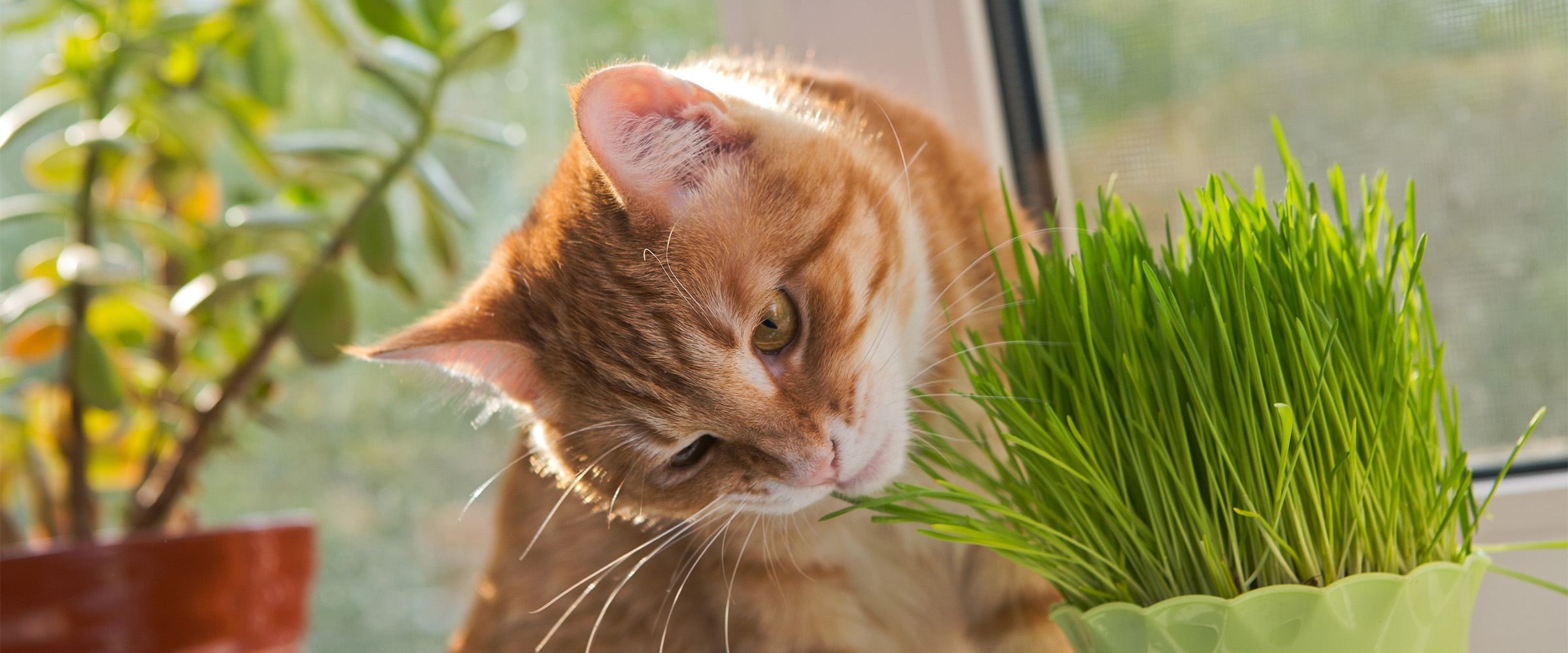 Cat_eats_grass-4