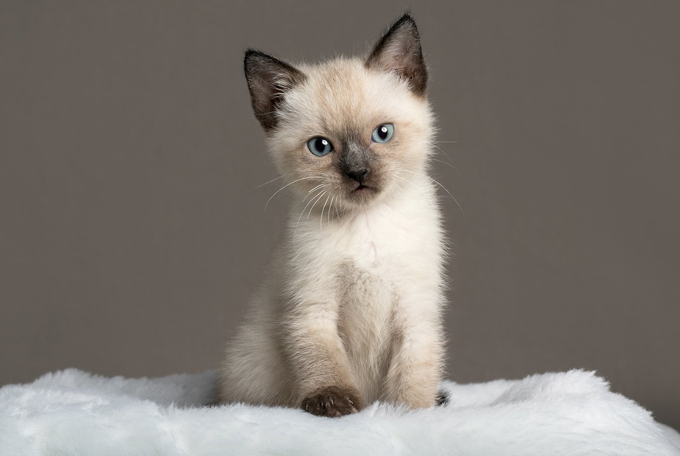 Best cat food clearance for siamese cats