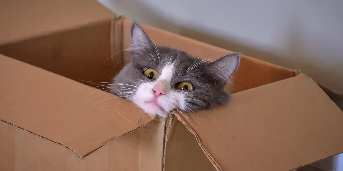 pourquoi-chat-aime-boite-carton-husse