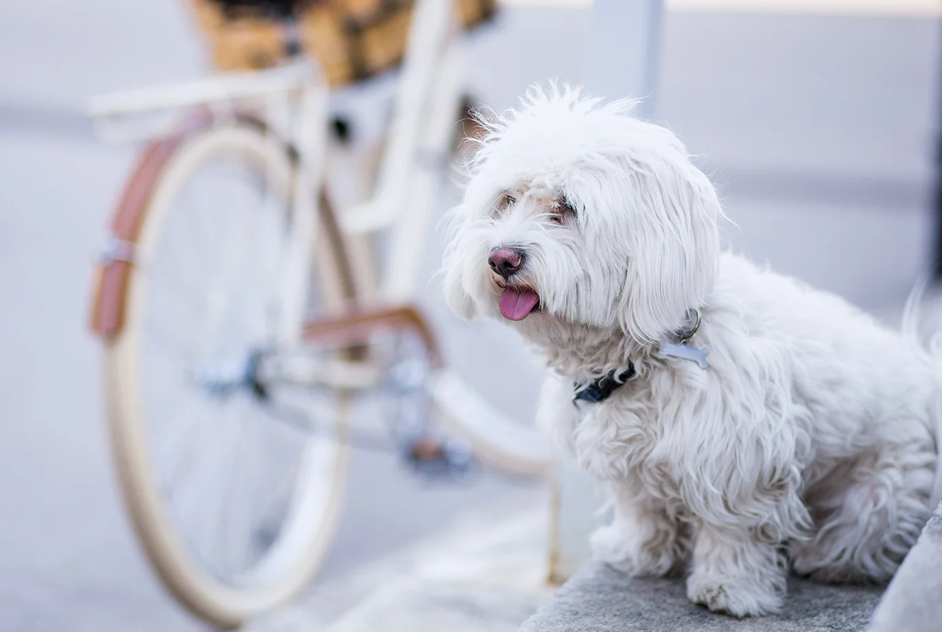 Chien Bichon maltais au calme sur un trottoir