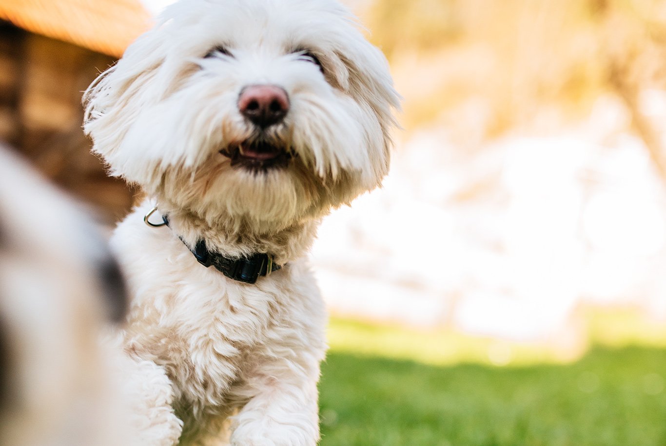 Best dog food 2024 for senior maltese