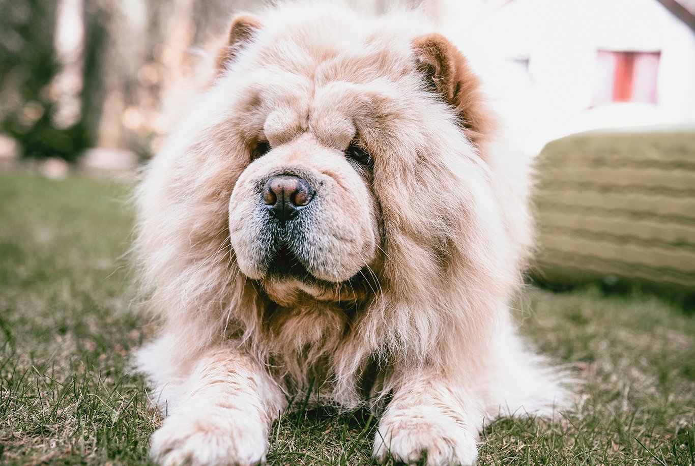 Fat chow chow outlet dog