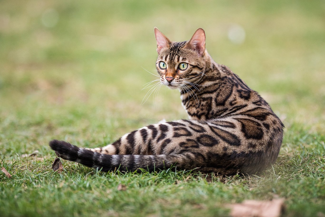 domestic bengal cats