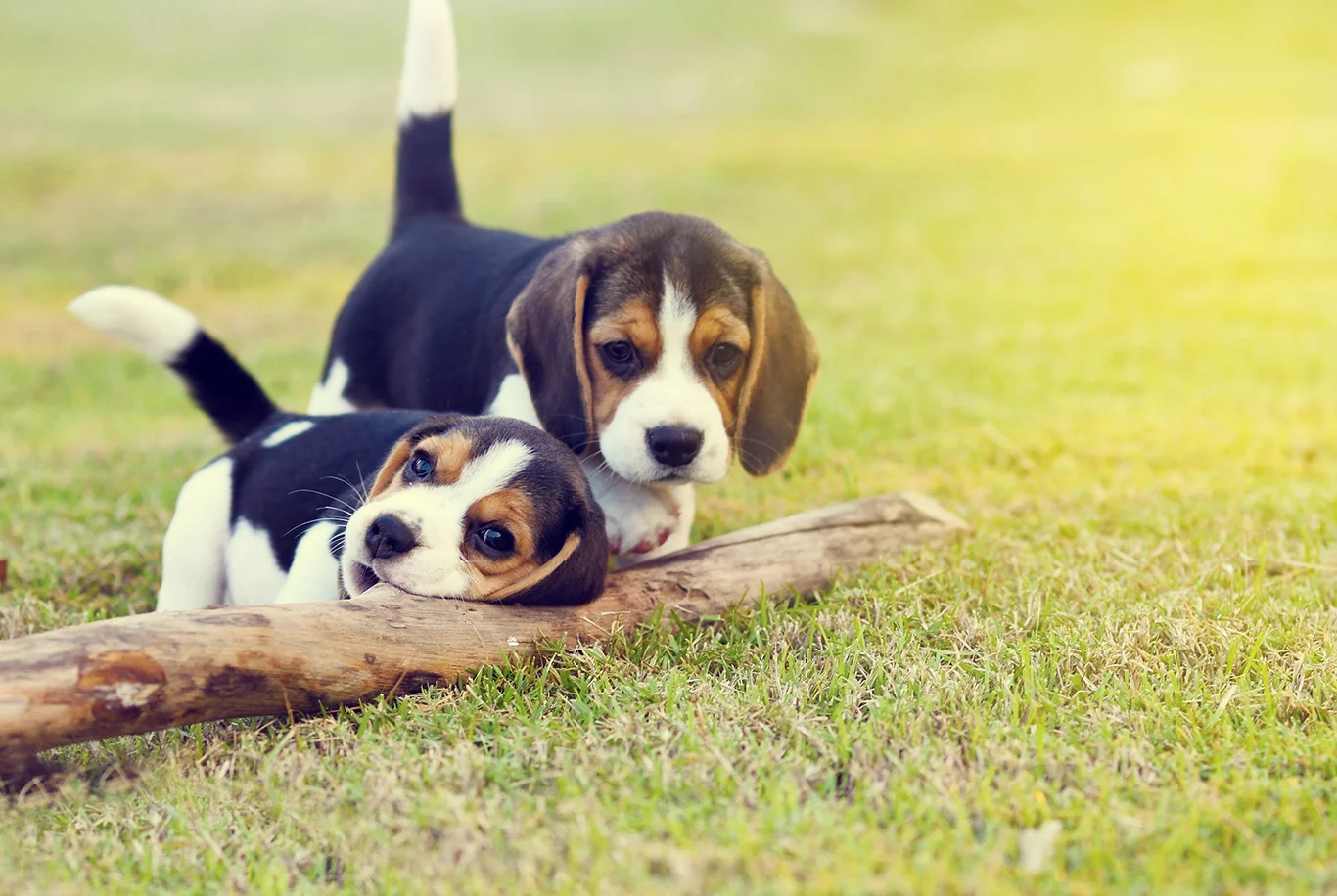 Chiots Beagle jouant avec un bout de bois