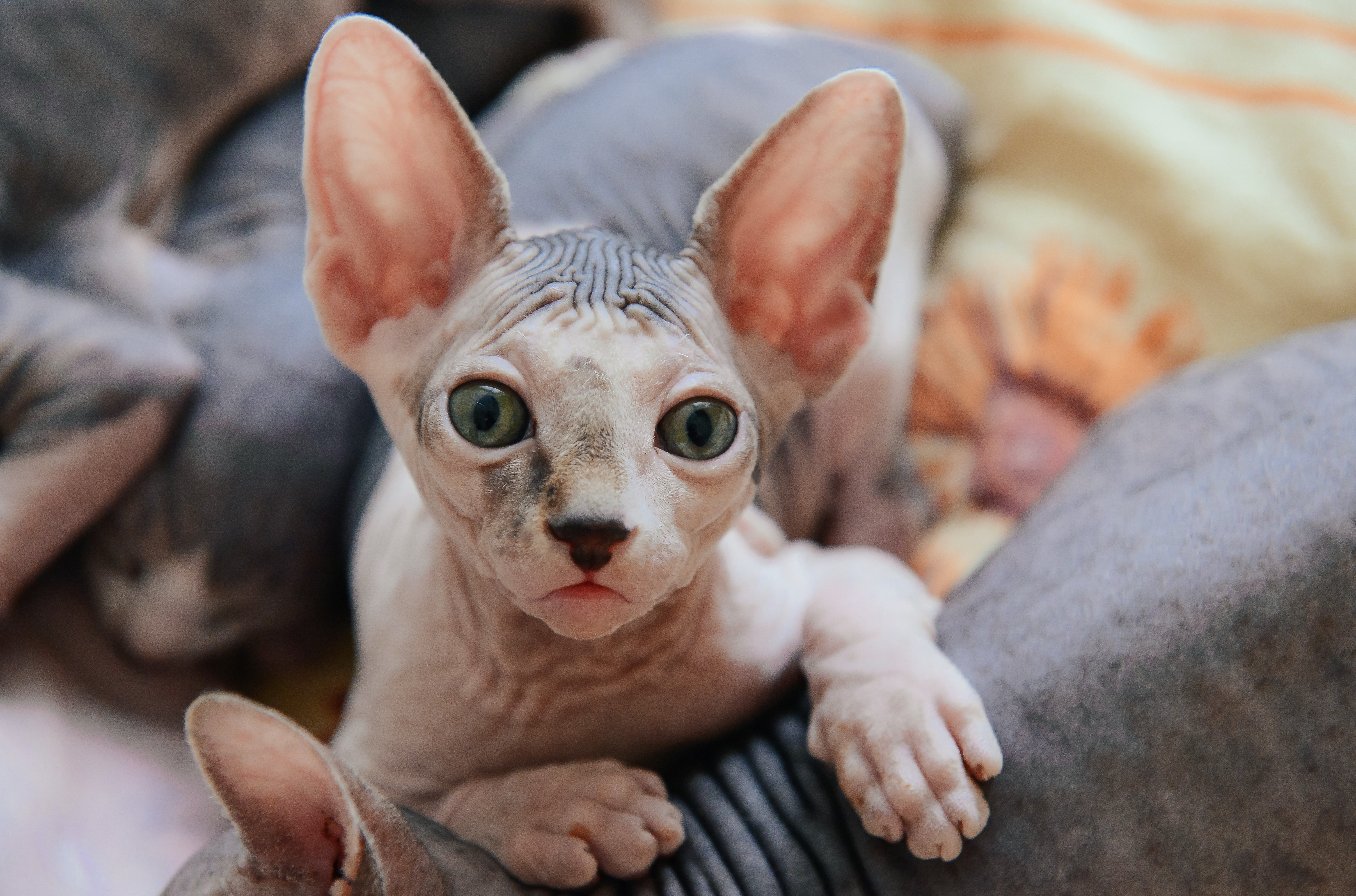Gato Sphynx