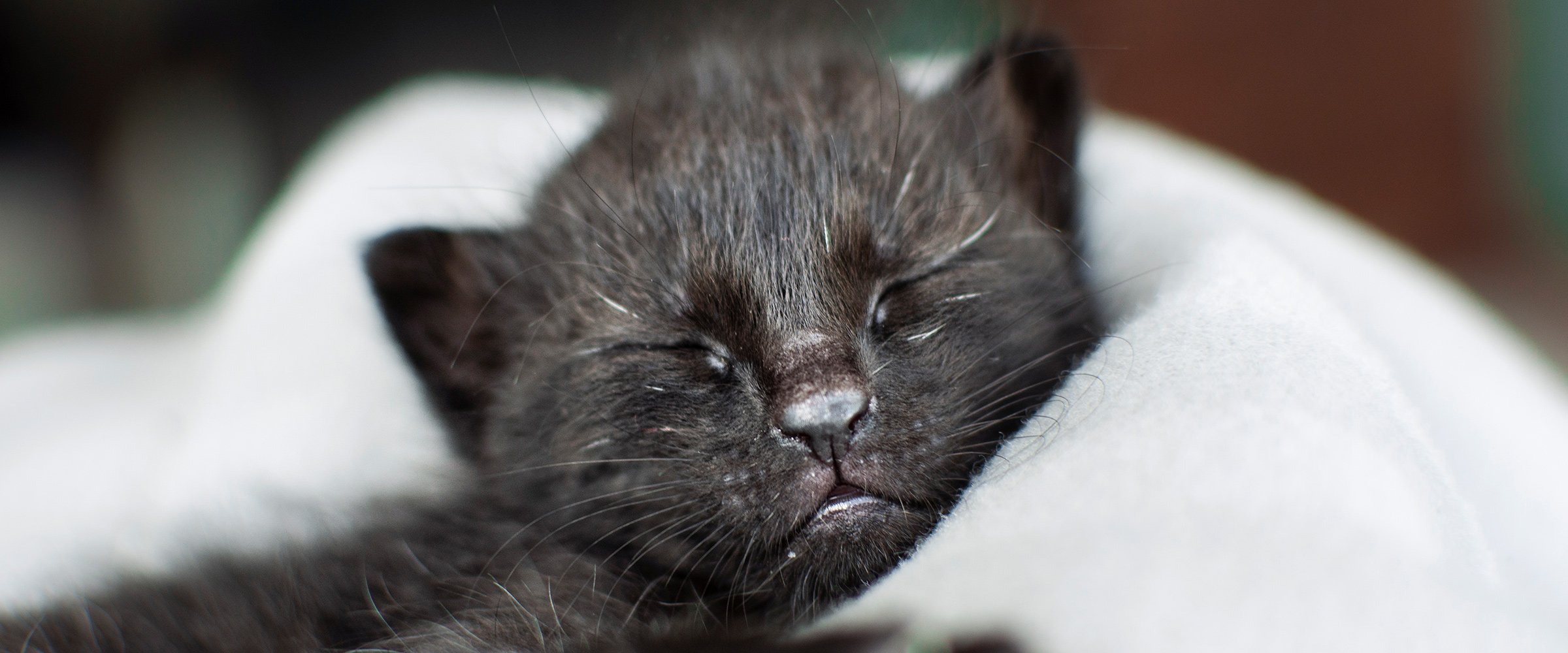 Una nuova casa per il gattino