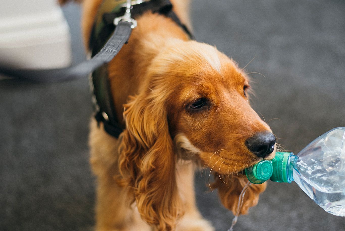 Best dog food for working cocker spaniels best sale