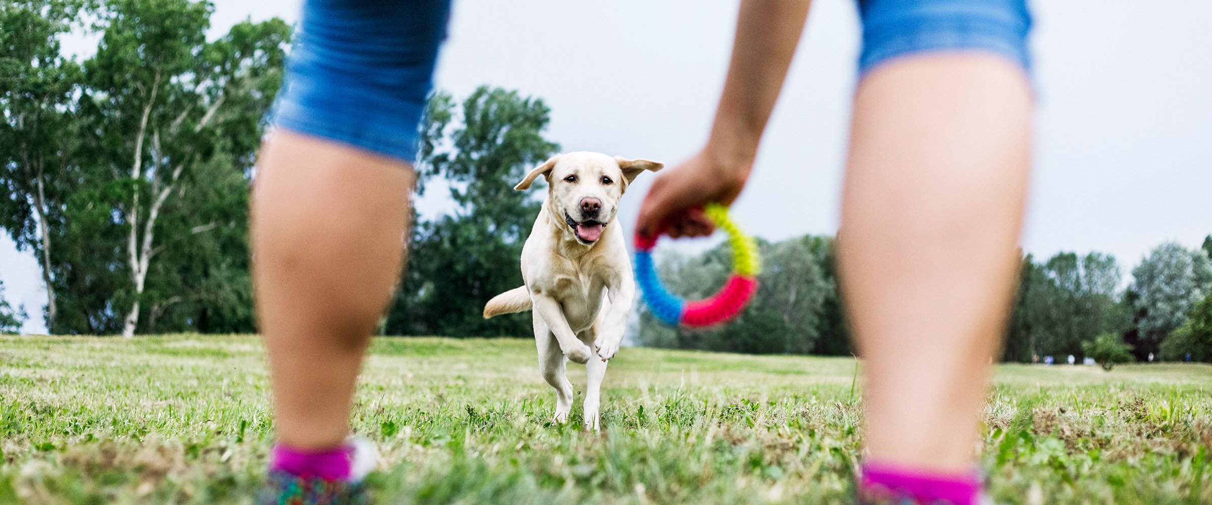 1.Safe-toys-for-a-dog---how-to-choose-them