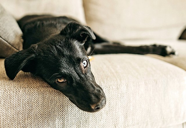 mobile0.Keep-your-lazy-pet-in-great-shape---how-to-maintain-a-healthy-weight-for-your-dog-and-cat