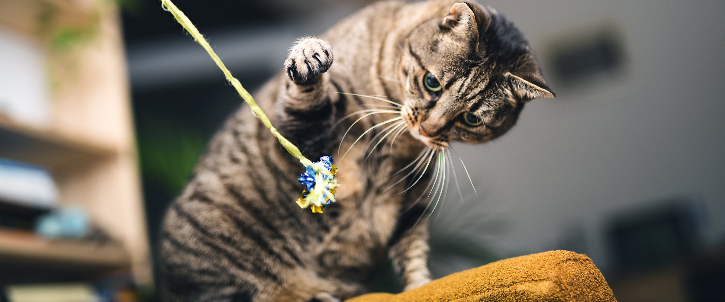 Como educar o seu gato adulto