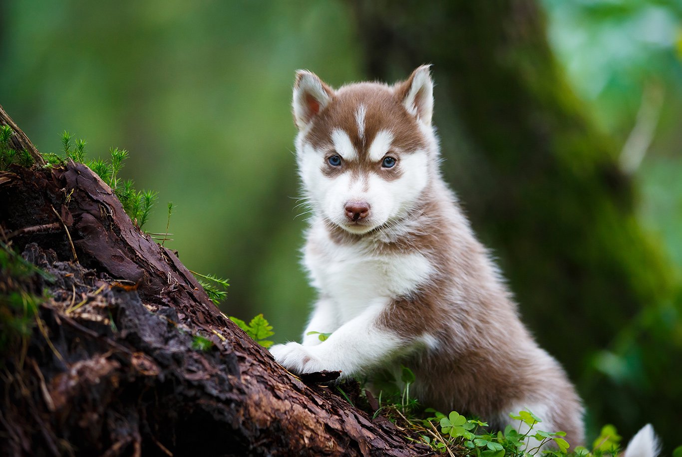 Husky carattere: tutto su questa affascinante razza di cane