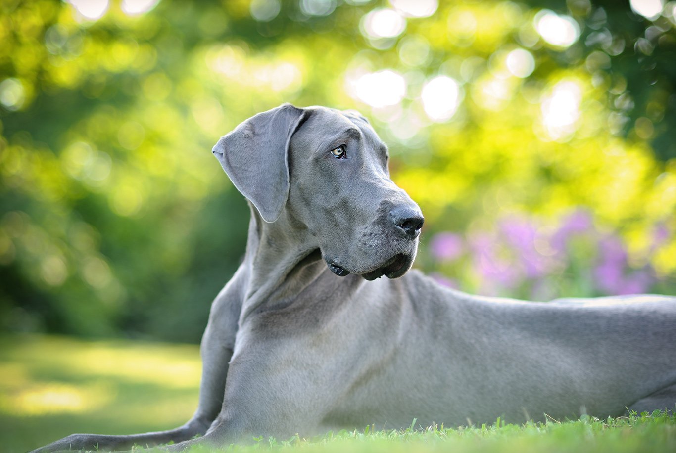 Fat great hotsell dane dog