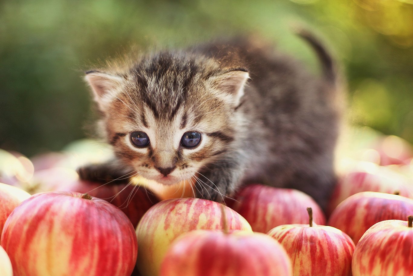 Best food for siberian cats hotsell