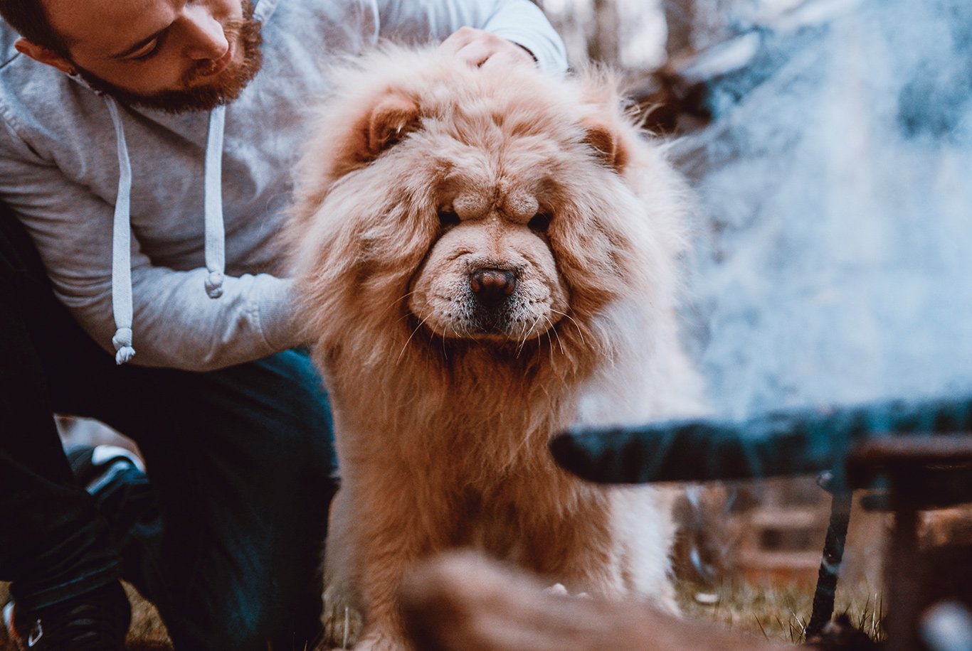 Chow chow food store allergies