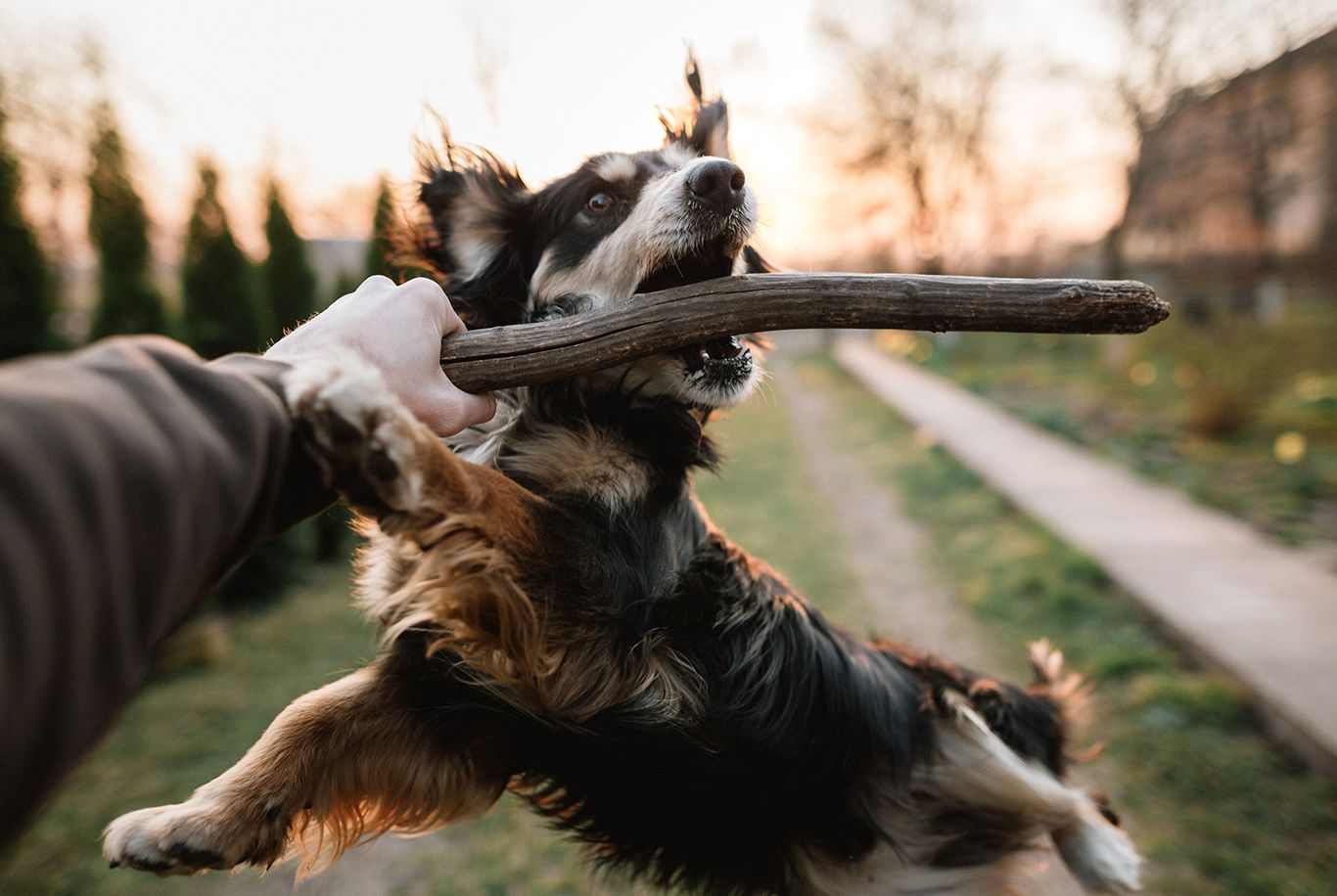 Bernese mountain hotsell dog food