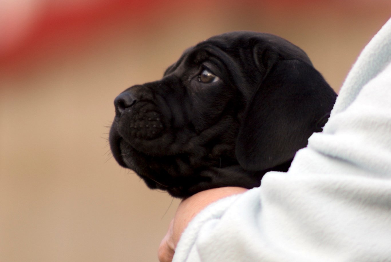 Find the right food for a Cane Corso