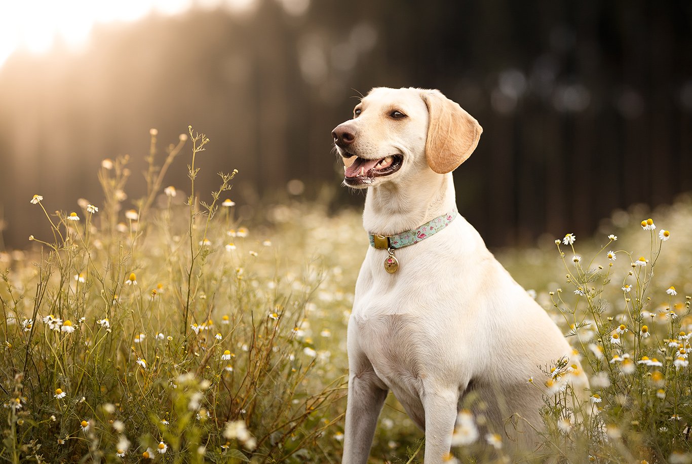 Labrador Retriever Labrador Retriever