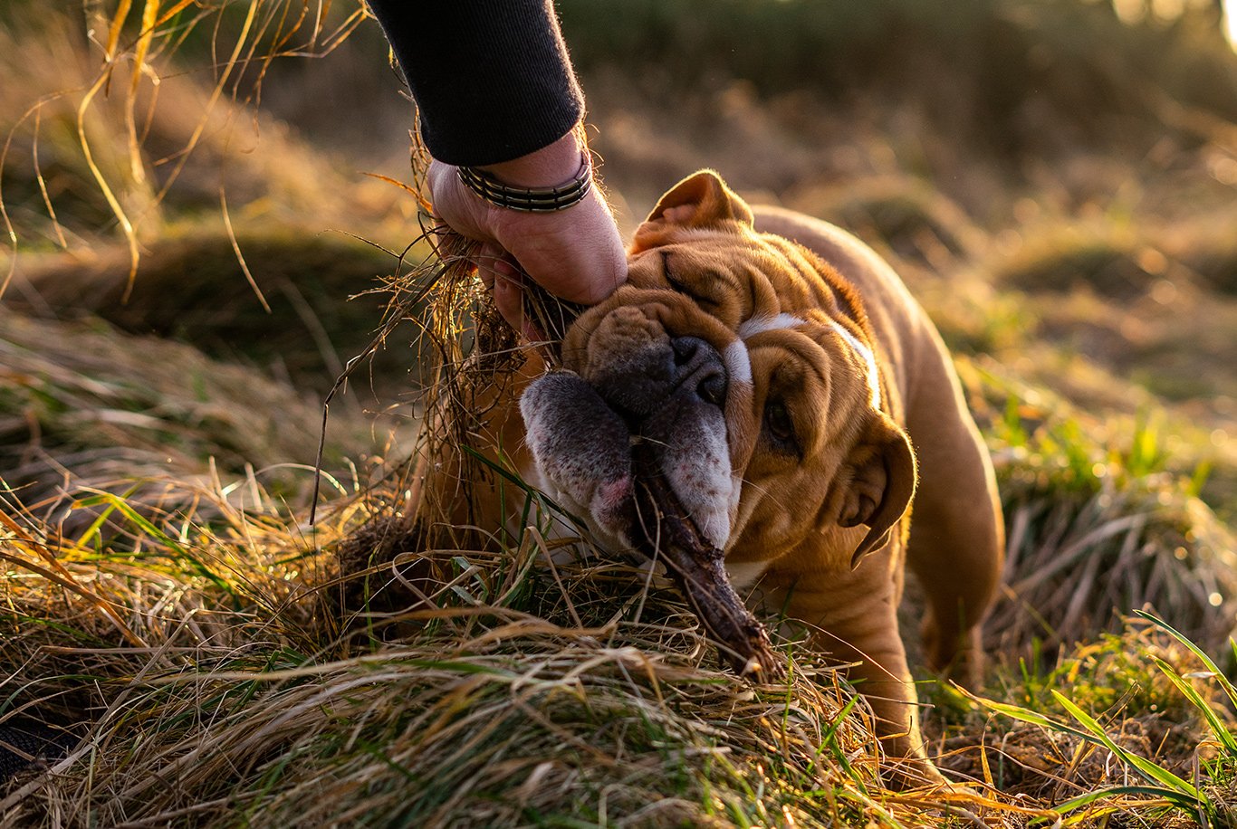 Best english bulldog food sale