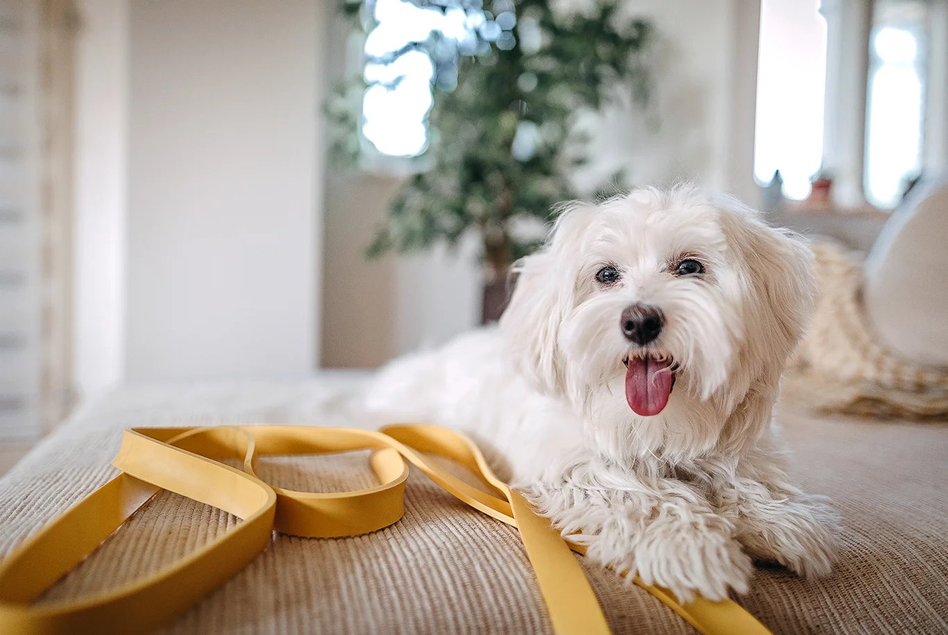 Chien Bichon maltais qui tire la langue