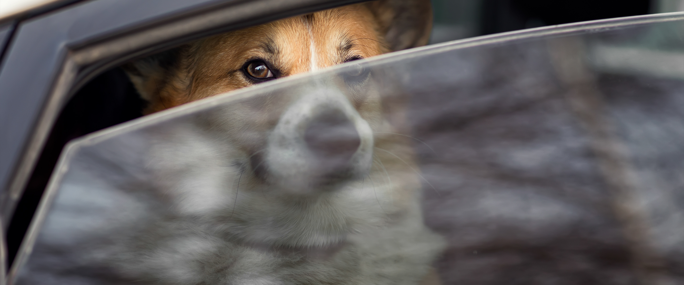 Helping dog in a car trip4