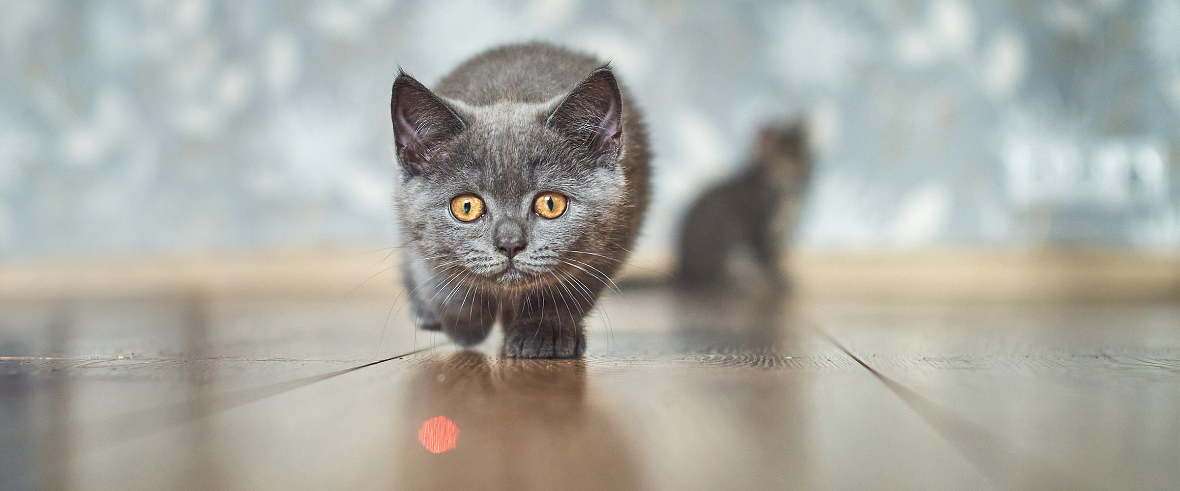 Laser_pointer_for_cats-4