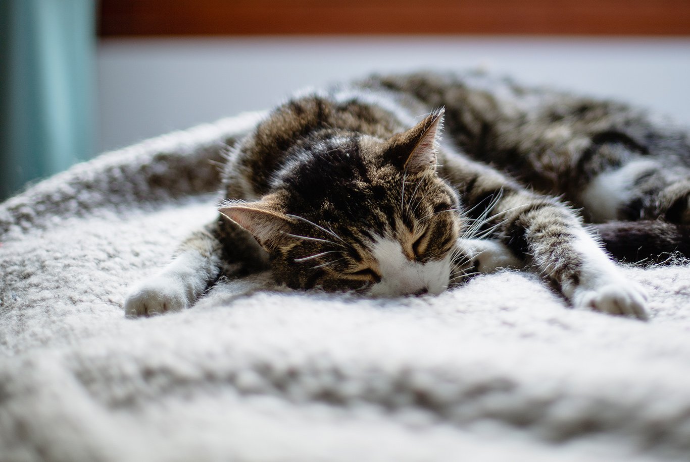 Supplément de santé pour chat, 200 comprimés d'amine pour chat