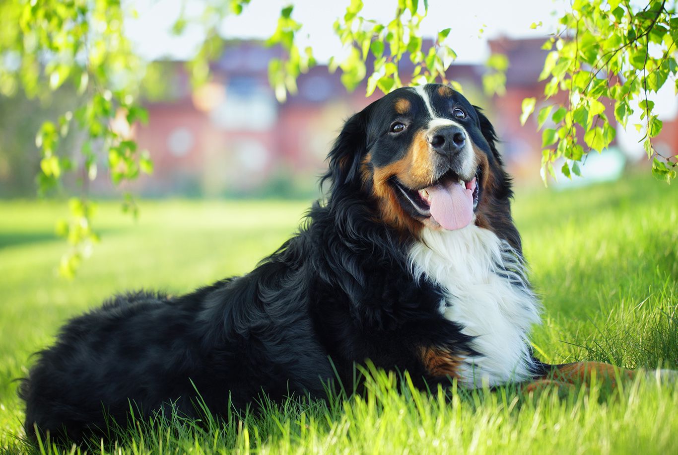 Best dog food for bernese best sale mountain dog