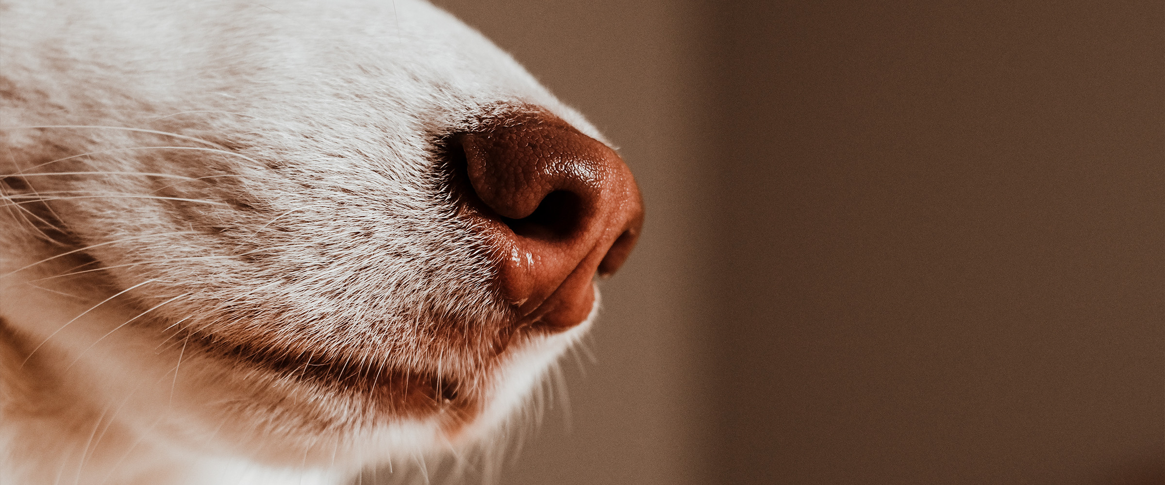 dog whiskers_2