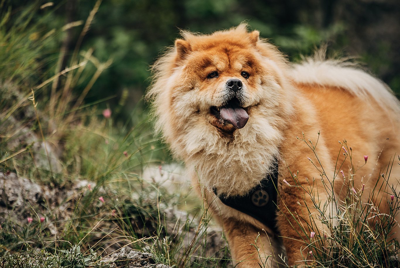 Find the right food for a Chow Chow