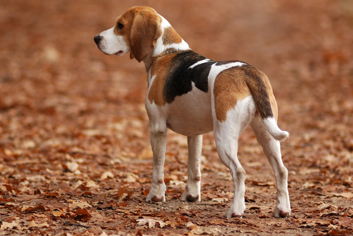 Chien Beagle tricolore dans un paysage automnal