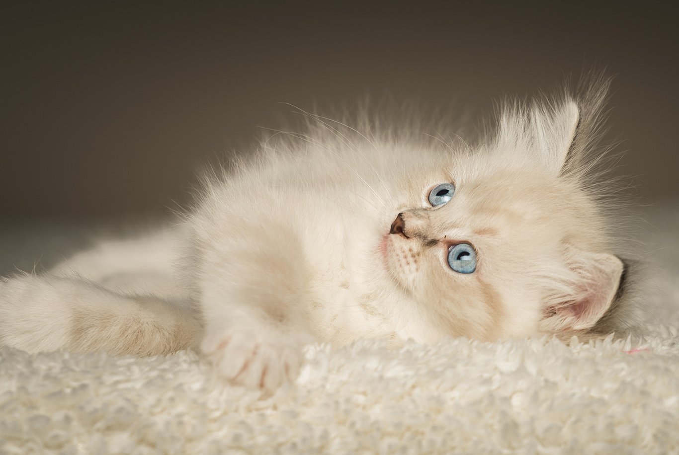 Feeding shop ragdoll kittens