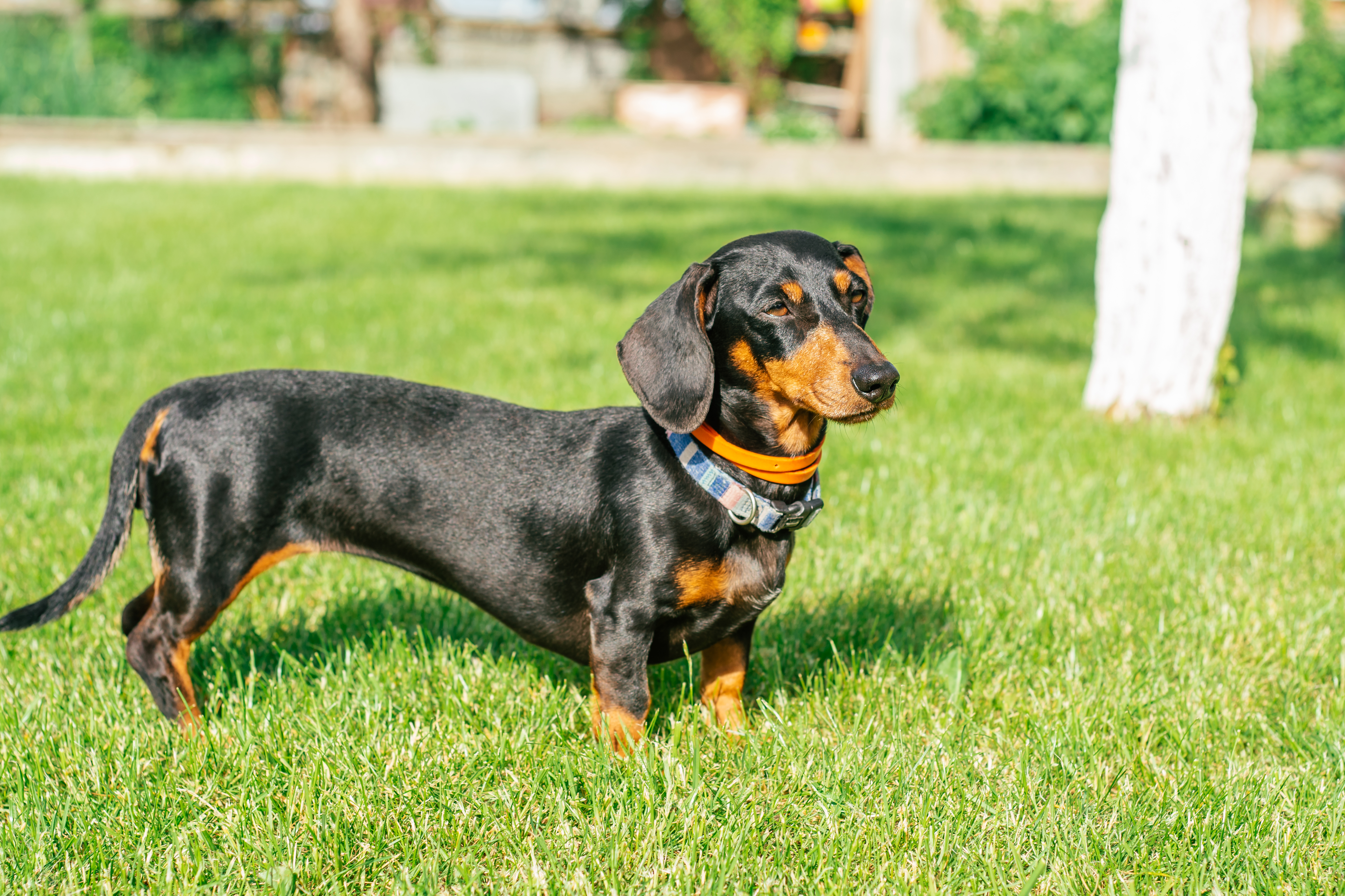 black-tan-dachshund-dog-collar-standing-green-grass