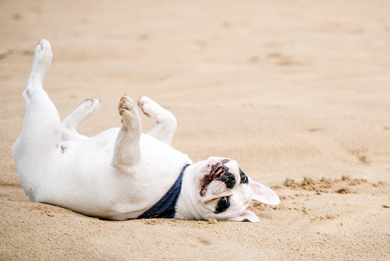 FOTOGRAFIA DE BULLDOG FRANCÊS - DIVERSÃO PURA!