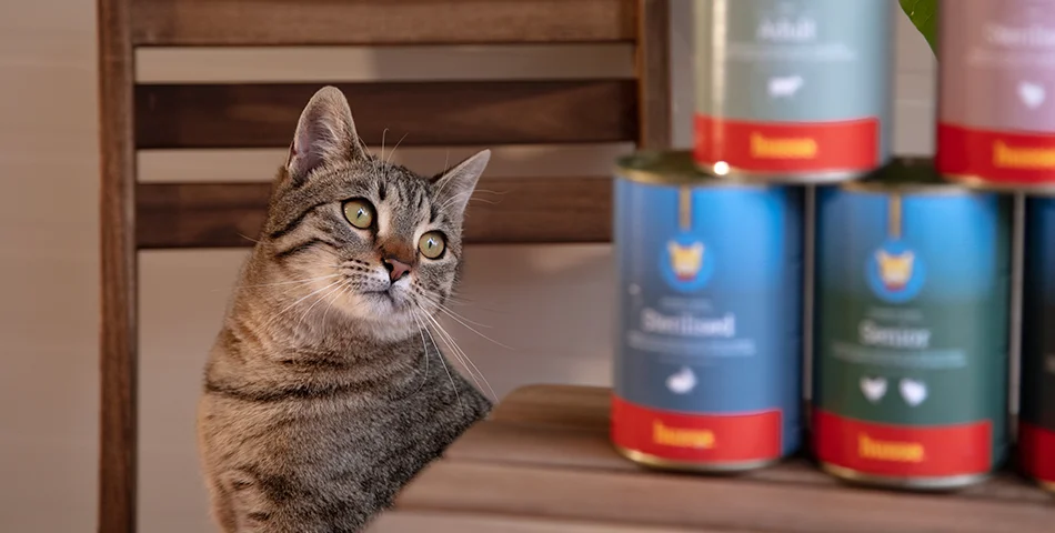 Aliments humides Husse pour chat