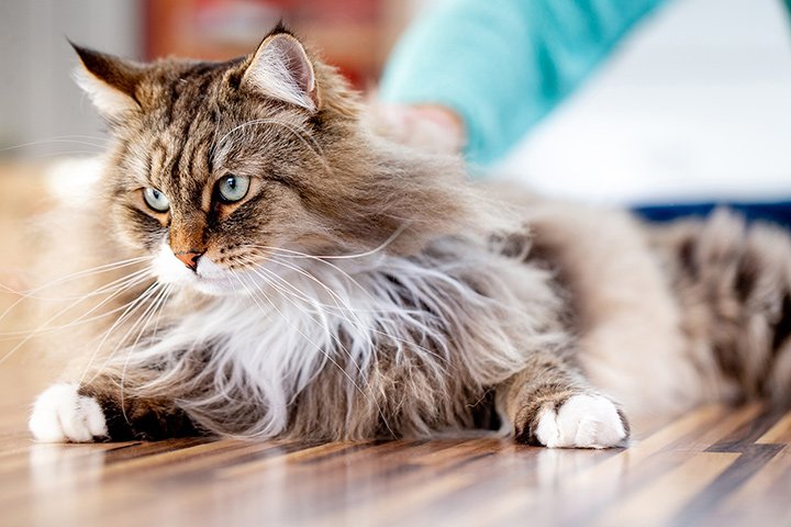 Désodorisant pour litière à chat