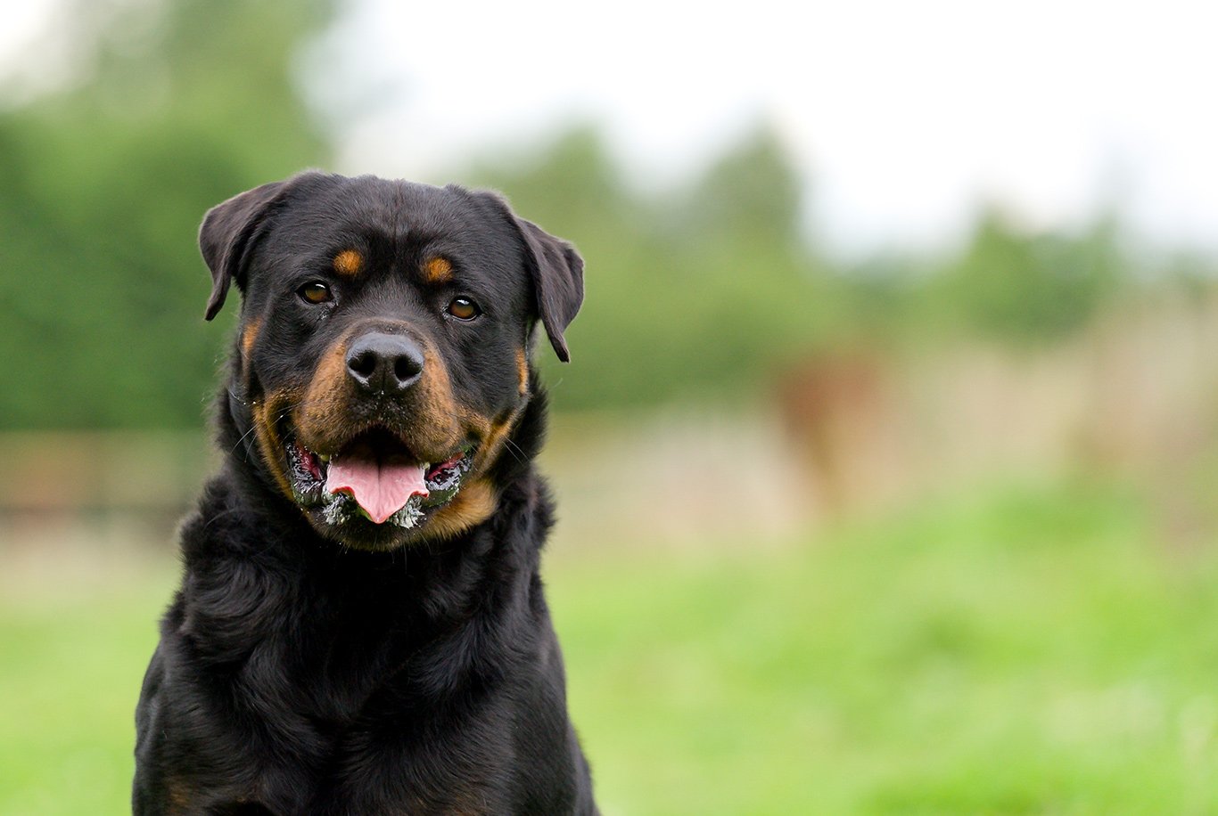 Rottweiler protein clearance