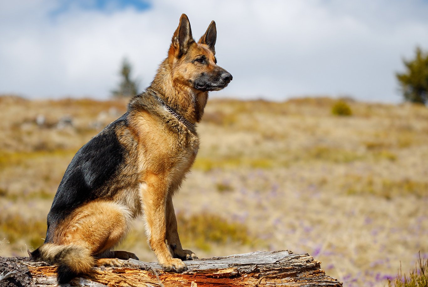 O cão que fuma: [Língua Portuguesa] Pastor alemão (ou pastor