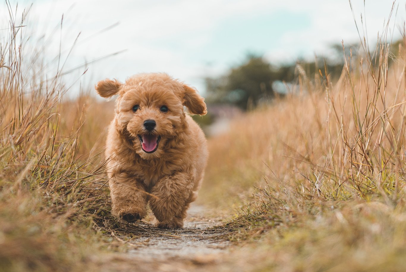 Cão de água espanhol: Uma opção perfeita para pessoas alérgicas •