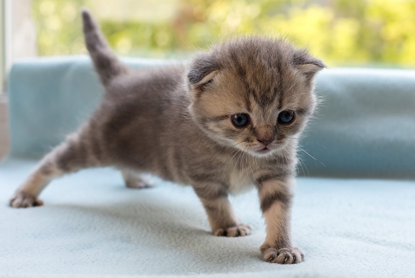 Scottish Fold – Wikipédia, a enciclopédia livre