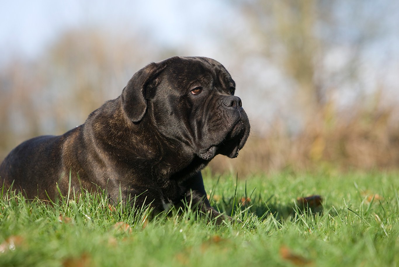 Cores do cane corso: Todas as cores da raça